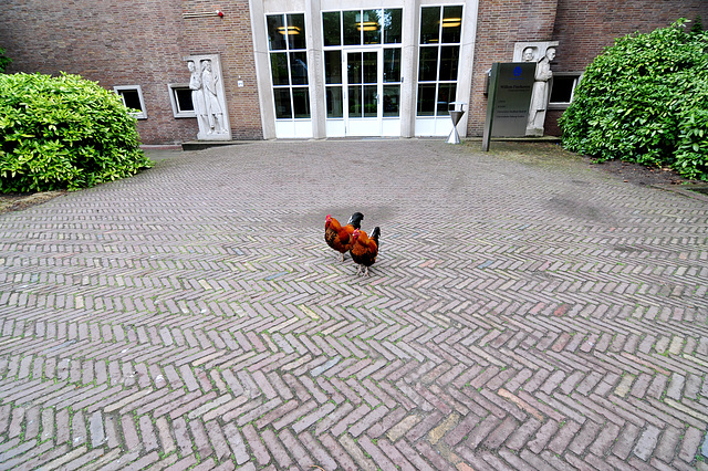 Chickens