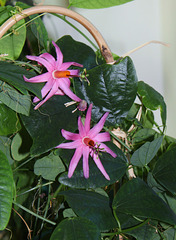 Passiflora tulae