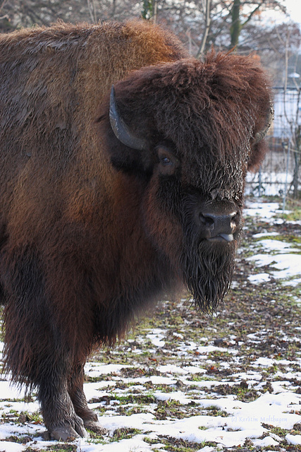 Bison (Wilhelma)