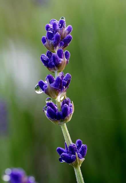 Lavender Rain