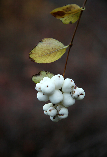 Snowberry (Symphoricarpos albus)