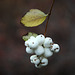 Snowberry (Symphoricarpos albus)