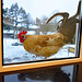 Rooster pays a visit