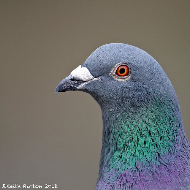 Pigeon