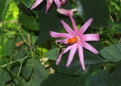 Passiflora tulae