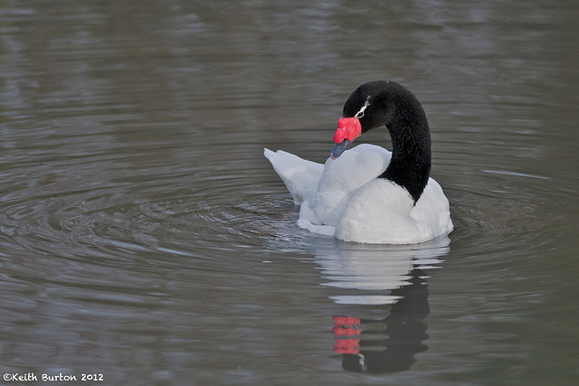 Black-necked swan