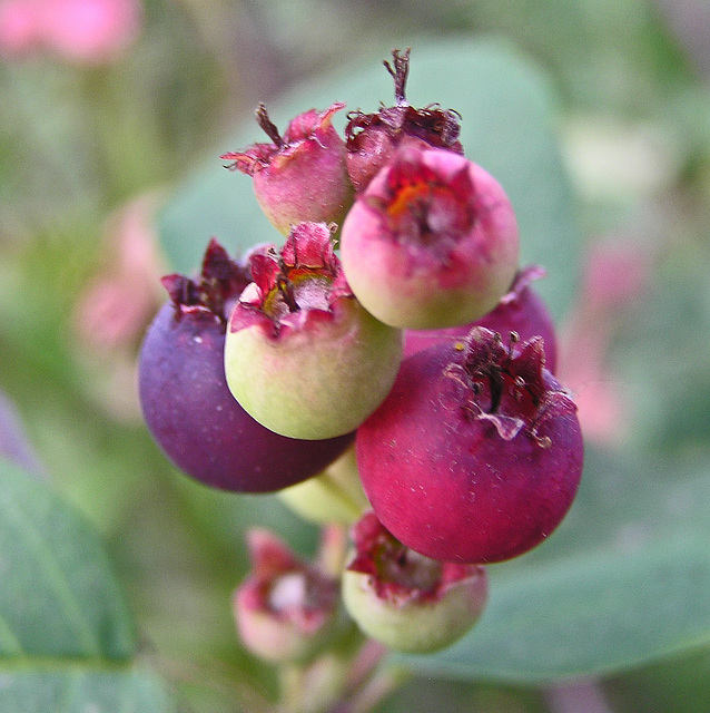 Bokeh berries