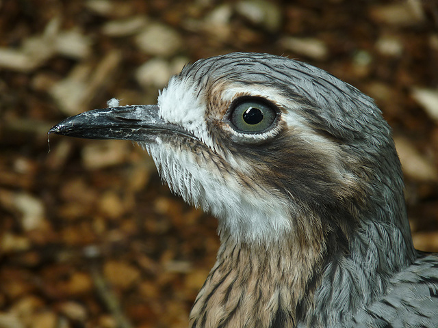 Australian Stone Curlew