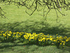 A drift of daffs