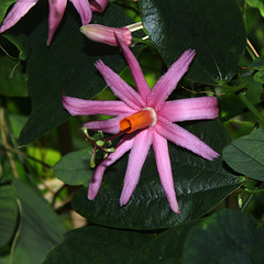 Passiflora tulae