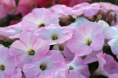 Floral Carpet