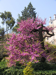 Judas Tree