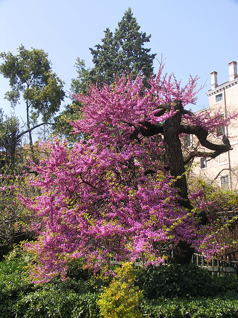 Judas Tree