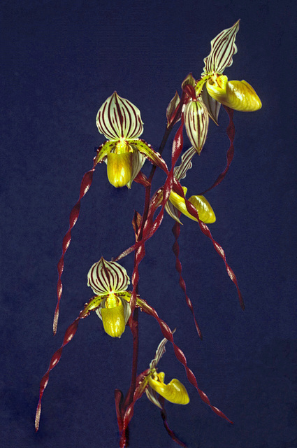 Paphiopedilum philippinense 'Matthew Stenerson'