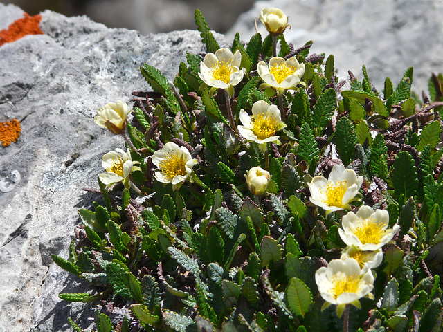 White Mountain-avens