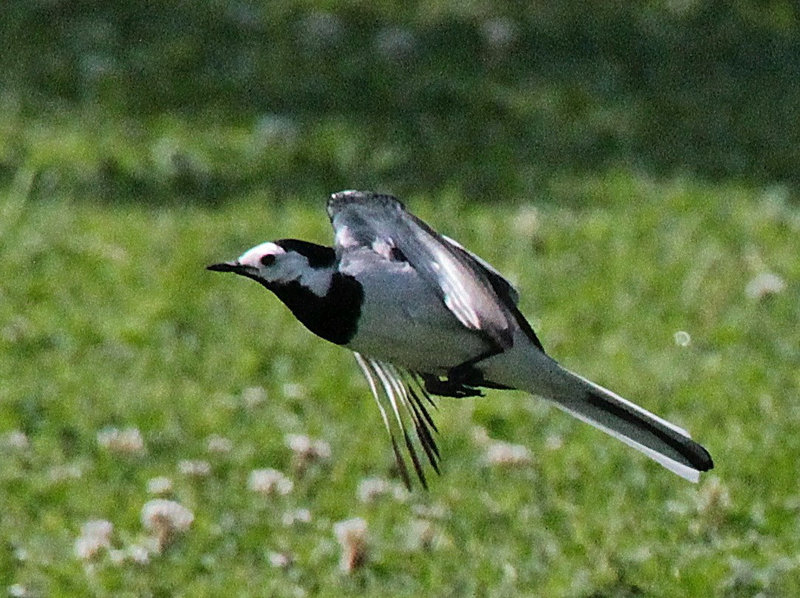 Bachstelze im Flug