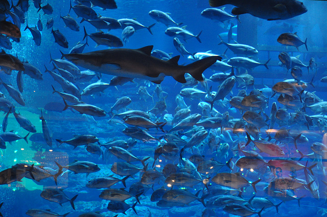 Dubai 2012 – Fish in the Dubai Mall