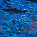 Dubai 2012 – Fish in the Dubai Mall