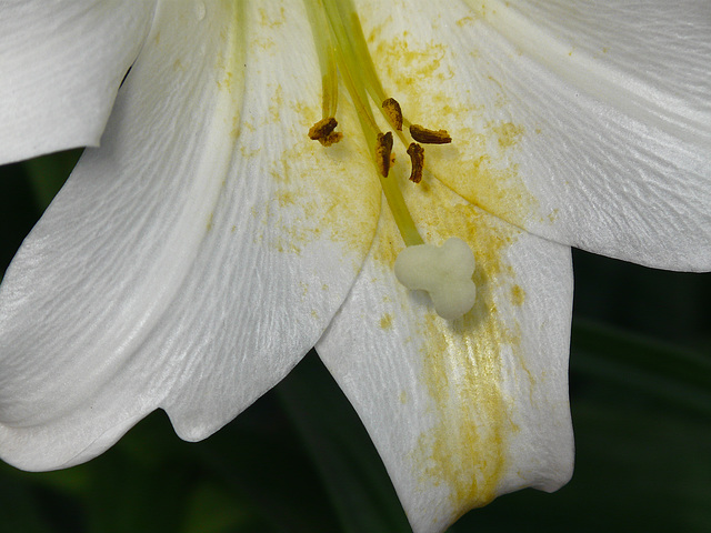 Easter Lily