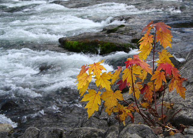 Autumn Leaves