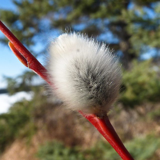 Laurel-leaved Willow catkin