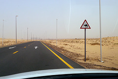 Dubai 2012 – Warning for Camels