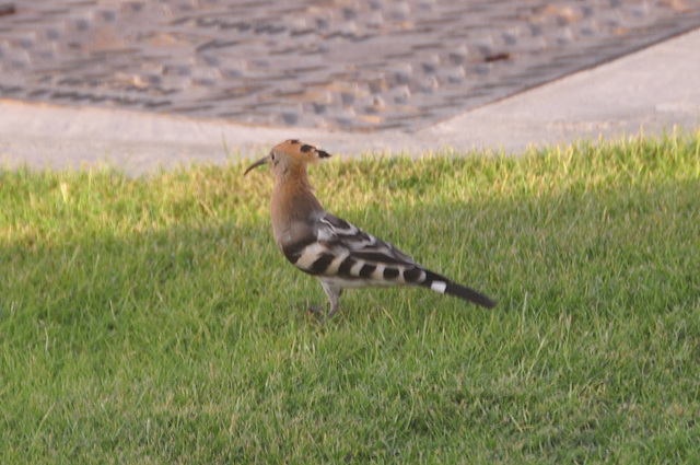 Dubai 2012 – Hoopoe