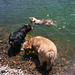 Dogs in Blue Lake