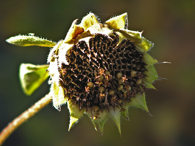 Bokeh fit for a sunflower