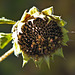 Bokeh fit for a sunflower
