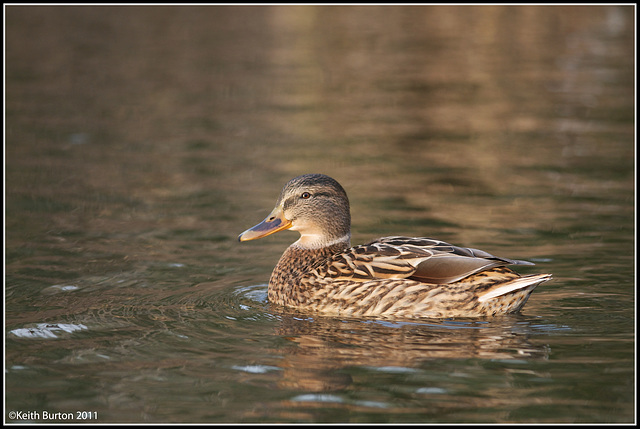 Mallard in golden light