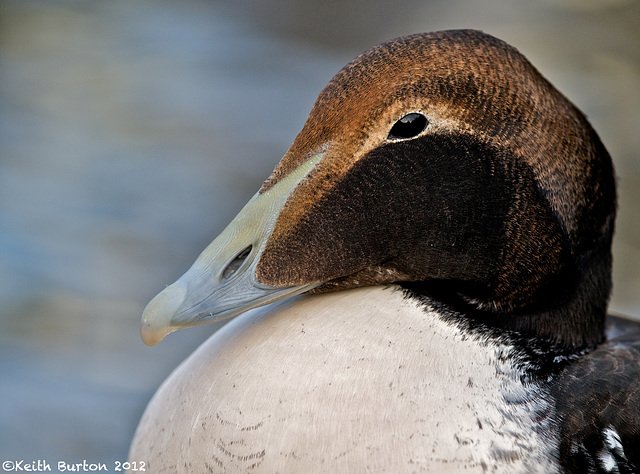 Female Eider Duck