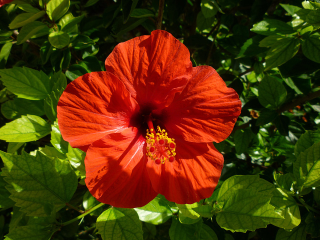 Hibiscus