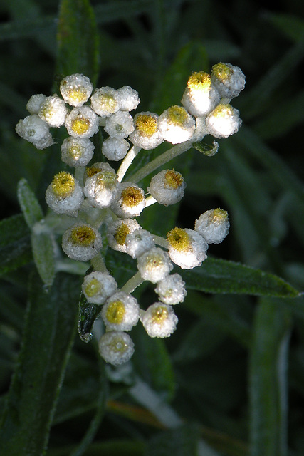 Pearly Everlasting (Anaphalis margaritacea)