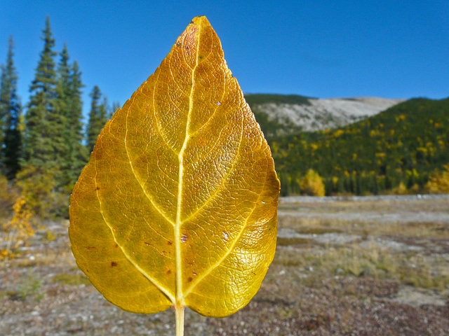 Memories of fall