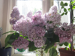 The pale lilac on my kitchen window sill