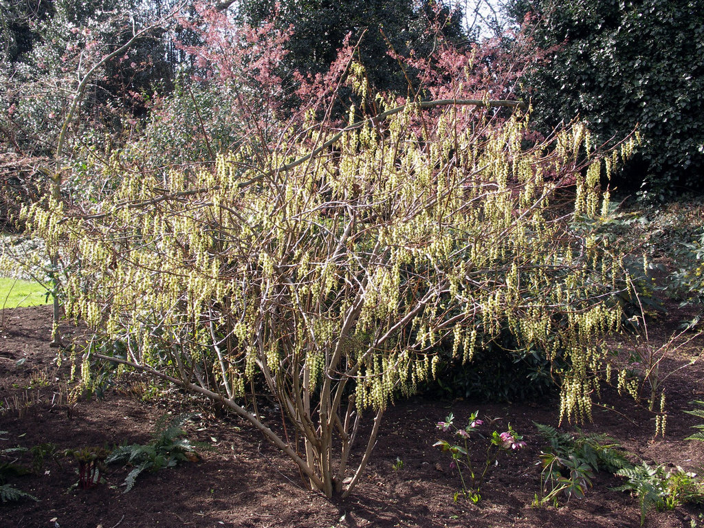 Stachyurus