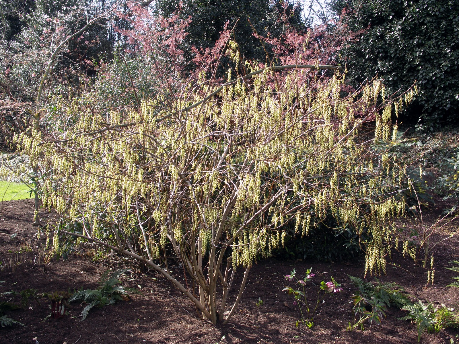 Stachyurus