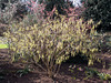 Stachyurus