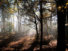 "Wanderung im Nebel" - Spaziergang auf den Predigtstuhl