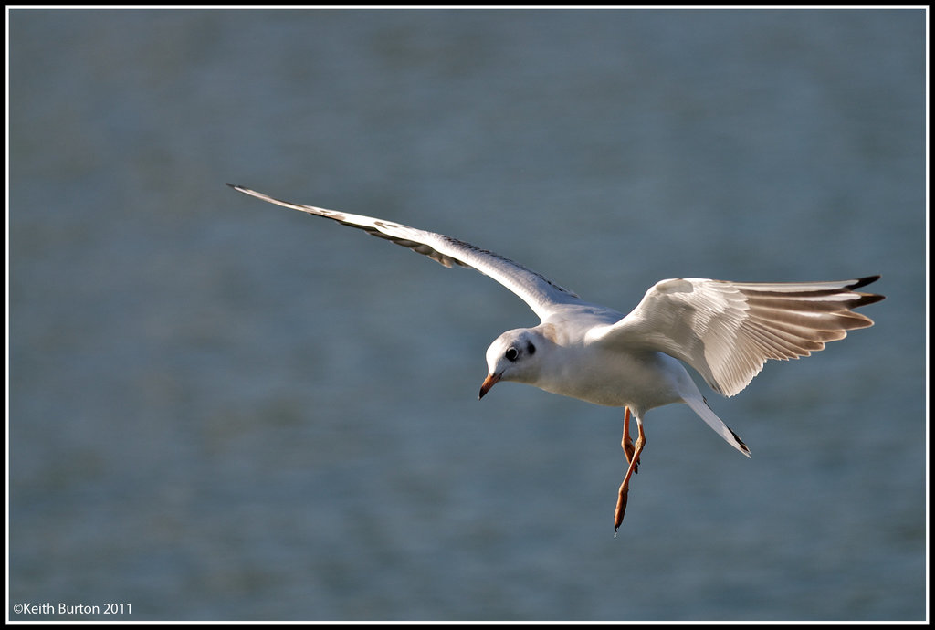 Incoming seagull