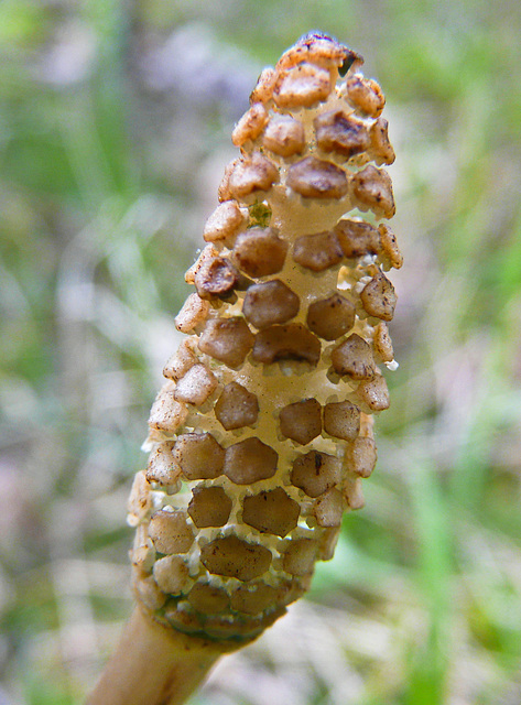 Common Horsetail