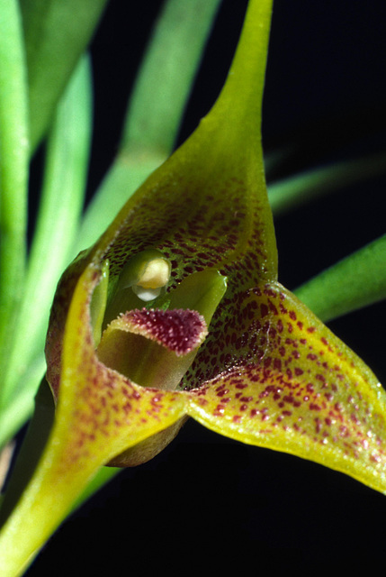 Byrsella peristeria 'Sullivan's Gold'