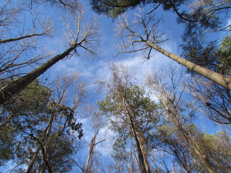 Sky Through the Trees