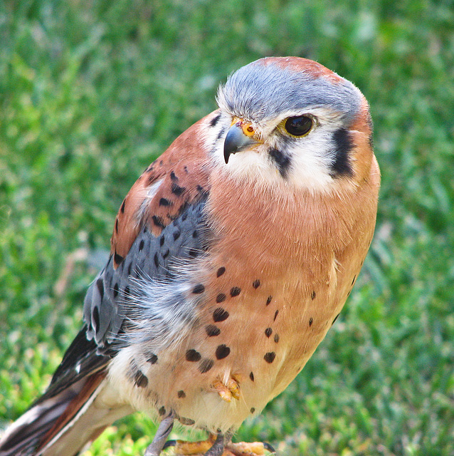 American Kestrel