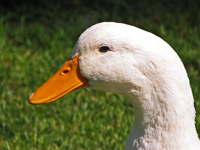 Domestic Duck