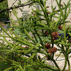 Cryptomeria japonica 'Spiralis ' 'Rasen Sugi'