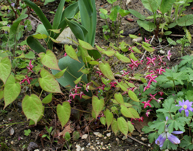 Epimedium