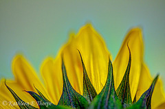 Sunflower Macro HDR