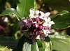 Daphne